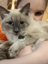 Placas de identificación personalizadas para perros, placas de identificación de Metal para cachorros, placas de identificación antipérdida para perros, gatos Pitbull, tarifa de grabado incluida accesorios para perros