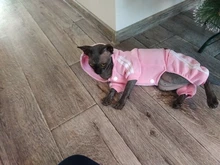 Suéter con capucha Para gato, Ropa cálida Para mascotas, Para gatos, Sphinx, satten, Ropa Para gatos, Kedi, Giyim, productos Para mascotas