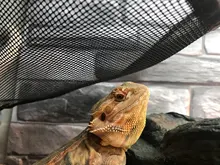 2 unids/set mascotas hamaca cama para dormir malla juguetes Swing tela Oxford para reptil serpiente lagarto subir productos con copa de succión