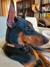 Pet-Id-Tags Collar Free-Engraved Customized Genuine-Leather Puppy-Nameplate Dog Adjustable