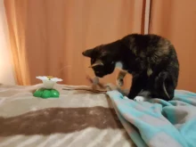 Lindo eléctrico rotatorio de mariposa pájaro perro gato gracioso juguetes juguete para rascar para gato pequeño perro gatos de inteligencia que contengan