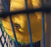 Parrot Hammock Plush Bird Nest Pet Triangle Warm Hanging Bed Cage Cave Hut Tent N1HA