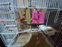 Columpio de madera Natural para loros, jaula colgante para mascotas con cuentas de colores, suministros para pájaros, campanas, juguetes, 1 unidad