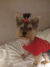 Lazos para perros pequeños, tienda de accesorios de Yorkshire para mascotas, pinzas para el pelo, lazos para gatos, mesa, fiocchi, bastón, accesorios honden