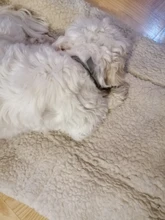 8 meses pulga y garrapata Collar para perros, collar para gatos mascotas ajustable Collar de perro para perros pequeños accesorios de mascotas lindo productos