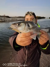 Rompin-Anillos ovalados de división ovalada de acero inoxidable, surtido de señuelos giratorios, emerillones de pesca, Conector de aparejos de 16, 18 y 21mm, 50 unids/lote