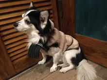 Scarf Jacket Dogs French Bulldog Winter Plush-Coat Pet-Dog Cotton Warm Thick for Puppy-Ropa-Perro