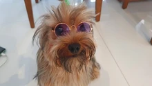 Gafas de protección contra el desgaste para perros y gatos adorables, productos para mascotas, protección contra el desgaste, gafas de sol, fotos, accesorios para mascotas, 1 ud.