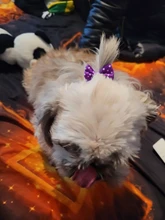 PipiFren para perros pequeños moños de acicalamiento pelo Yorkshire accesorios para mascotas suministros pelo Clips aseo de arcos honden strikjes