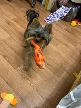 Juguete de mordida de perro para mascotas, mordedor de peluche para perros, Chihuahua, Yorkie, juguete para mascotas con sonido, entrenamiento interactivo, producto para mascotas
