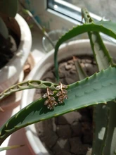 Pendiente de Clip de hoja de oro para mujer, sin Piercing, Puck Rock, Vintage, cristal, joyería