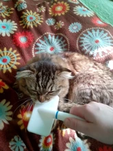 Herramienta de aseo para mascotas, cepillo multiusos para recoger el pelo de perros, gatos y cachorros de compañía, 1 Uds.