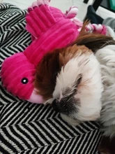 Limpieza de dientes juguete interactivo de dibujos animados Animal Flamingo de algodón en forma de perro de juguete de cuerda productos para entrenamiento de mascotas juguetes masticables para mascotas 1 Uds