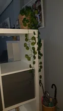 Planta colgante artificial, mata de 90cm con hojas verdes de hiedra y parra para la decoración del hogar, el jardín y fiestas