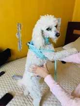 Dog-Harness Vest Leash Accesorios Small Reflective Adjustable Pandada with for Large