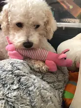 Pet-Toys Duck-Pig Squeak Chew Funny Elephant Fleece Durability Dog Cat Popular Sound-Toy