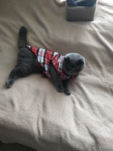 Ropa a cuadros para gatos pequeños, disfraces de algodón, abrigo suave para gatitos, chaqueta para cachorros, Otoño e Invierno