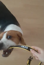 Airuidog-Collar de nailon bordado personalizado para perros pequeños, medianos y grandes, ajustable