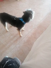 Breathable Mesh Small Dog Pet Harness and Leash Set Puppy Cat Vest Harness Collar For