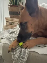 Q-MONSTER Dog Toy Set Thick Walled Natural Rubber Squeak Chew Balls for Dogs Tennis Interactive