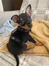 Correa ajustable de poliéster suave para mascotas, arnés de cuerpo entero para conejos, conejillos de indias, cuerda de plomo