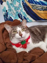 Bola de peluche de Collar para perros y gatos Collar dulce bufanda para perro lindo gatito accesorios Rosa correa para el cuello perrito con perla perro Pug Chihuahua