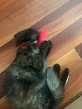 Juguete de hierba gatera con sonido de crujido para gatos, productos para mascotas, juguetes para gatos, dientes de molienda, almohada de felpa para pulgar, accesorios para mascotas