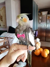 Pañal de loro con pajarita, bonitos y coloridos, palomas Cockatiel florales, pequeño Med, 1 ud.