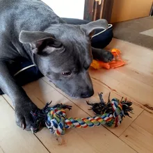 Cuerda de hueso trenzado duradera para mascotas, 1 Uds., Algodón Doble para perros y cachorros, juguetes suministros para mascotas, Color aleatorio