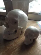Modelo de accesorios médicos de tamaño real, Cráneo humano, modelo de anatomía anatómica, enseñanza médica, esqueleto, cabeza para estudiar, suministros de enseñanza