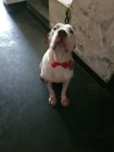 Sweatshirt Hooded Adidog Four-Seasons Pet-Jacket Small Cotton Warm And Medium-Sized Hot-Sale