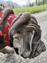 10 colores reflectantes cachorro Collar para perro grande con hebilla Collar ajustable para mascota pequeño mediano para perros Pitbull Correa Cadena de perro