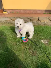 Juguetes para mascotas pequeñas, goma resistente a la mordida de perro, limpieza dental, entrenamiento masticar juguetes suministros para mascotas, cachorros, gatos, 1 Uds.