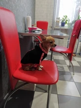 Puppy-Outfit Dogs-Clothing Chihuahua Dog Hoodie Pets Spring Small Fashion Medium