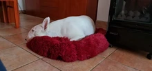 Invierno cálido cuadradas Super sueño reparador de perro cama de felpa larga lavable Cat Mat cesta para perros grandes cachorro casa nido cojín sofá