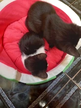 1pc Cute Kennel House Warm Cotton Watermelon Modeling Dog Bed Mat Sofa Pet Cat Bed