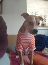 T-Shirt Vest Dogs Thin Striped Pet Small Soft for And Medium Dog-Cloth Round-Neck