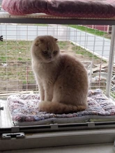 Estera Franela suave para mascotas, cama gruesa de invierno para perros pequeños, medianos y grandes, manta Gato caliente para dormir