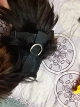 Perro cachorro ajustable para cinturón de seguridad de coche y arnés para perros y gatos, vehículo de mascotas para cinturón de seguridad/cinturón de vida Teddy Yorkie Leash