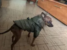 Hoodie Clothing Pet-Jacket Dog-Coat Small Dogs Chihuahua For Yorkshire Winter Cotton