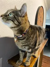 Collar de gato súper bonito estilo japonés Shiba Inu, Collar para perro mascota gato, accesorios para gato, Collar COLGANTE para gato