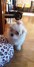 Lazos para perros pequeños, tienda de accesorios de Yorkshire para mascotas, pinzas para el pelo, lazos para gatos, mesa, fiocchi, bastón, accesorios honden