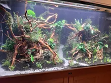 High-Quality Almond Olive-Leaf Aquarium Catappa-Leaves Water-To-Balance Natural Terminalia