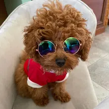 Gafas de protección contra el desgaste para perros y gatos adorables, productos para mascotas, protección contra el desgaste, gafas de sol, fotos, accesorios para mascotas, 1 ud.