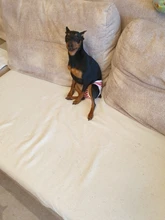 Pantalones cortos para perros para mujer, bragas para menstruación, bragas fisiológicas para mascotas, pañal sanitario lavable