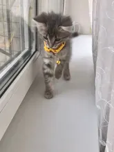 1 Uds Colorul, suministros para mascotas, Collar de gato con Bell Collar de hebilla ajustable suministros para mascotas gatos gato accesorios Collar de perro