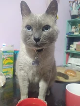 Collar de lazo para mascotas, correa de nailon multicolor ajustable con campanas, joyas de mascotas, collar de gato, hebilla de seguridad, 9 colores