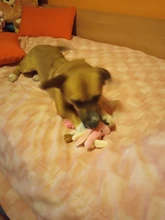 Gato de calamar para perro, juguete de pulpo, mascota de peluche BB, cuerda de perrito, mordedores de juguete con sonido rosa