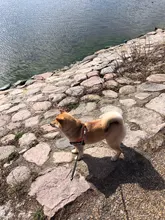 2 uds personalizado arnés del perro etiqueta nombre de Perro personalizado K9 Collar arnés para perro etiqueta engomada de la etiqueta de parche de arnés para perros etiqueta de nombre