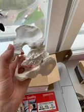 Modelo de Mini Pelvis, esqueleto humano, espécimen, esqueleto de cadera, herramienta médica de anatomía, escuela, usado, 1:2, Pubis, esqueleto educativo